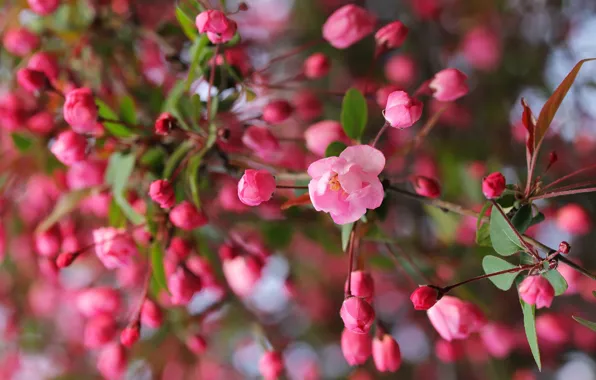 Picture flowers, branches, blur, spring, pink, Apple, buds, flowering