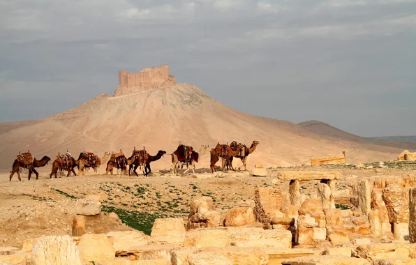 Stones, hills, desert, camel, caravan