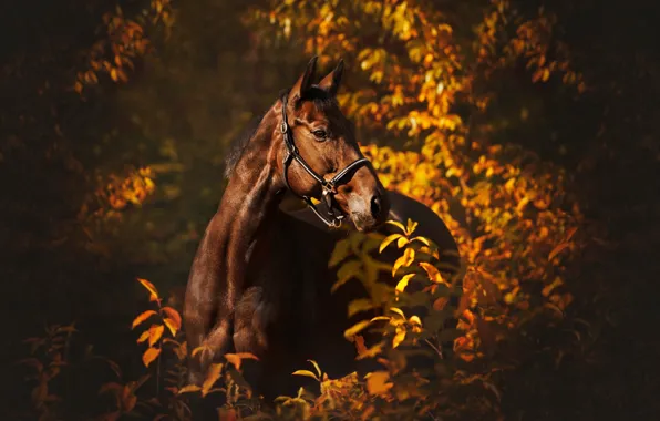 Autumn, look, face, leaves, light, branches, nature, horse