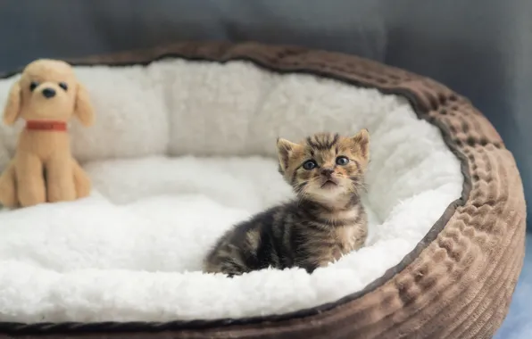 Cat, kitty, toy, baby, fur, dog, bench, tabby
