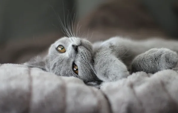 Cat, pose, kitty, grey, legs, blanket, muzzle, lies
