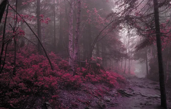 Picture road, forest, purple