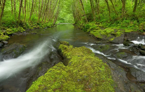 Forest, trees, river, stones, moss.