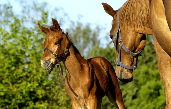 Picture horse, horse, foal, Mare