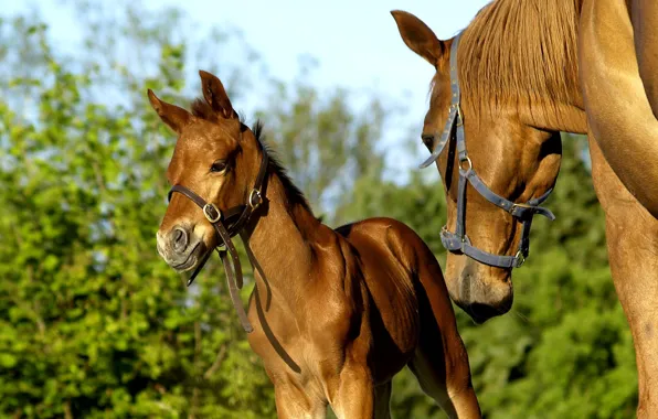 Horse, horse, foal, Mare