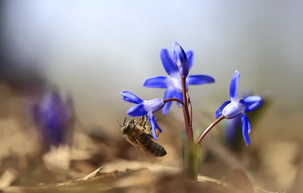 Macro, flowers, bee, background, blur, spring, insect, blue