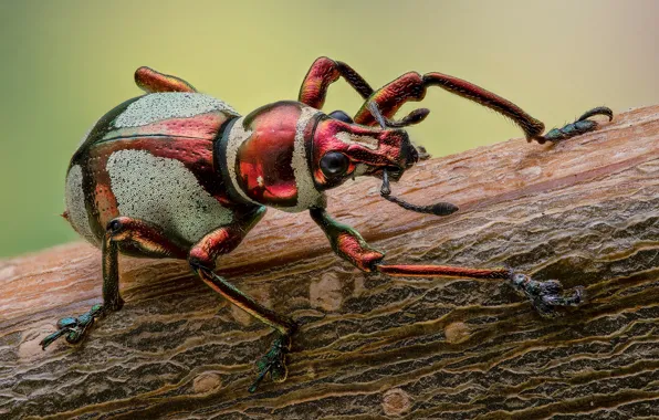 Macro, red, background, beetle, stem, insect, weevil