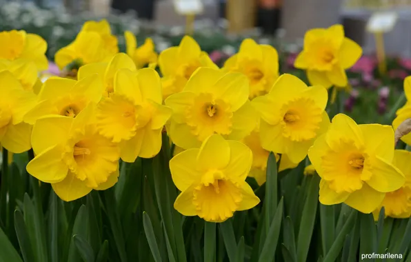Yellow, petals, flowering, Narcissus
