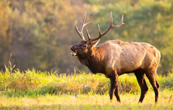 Field, autumn, forest, grass, light, nature, background, deer