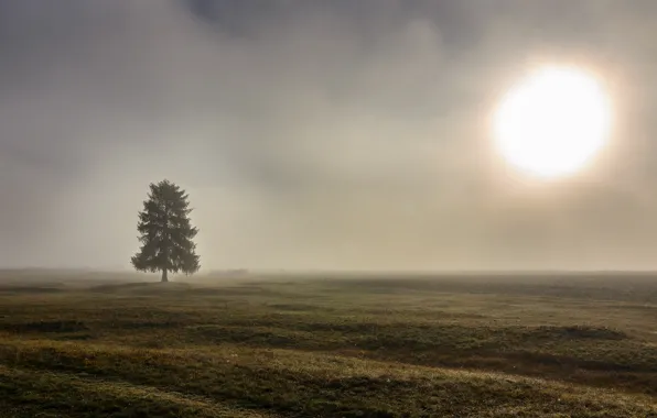 Picture field, fog, tree, morning