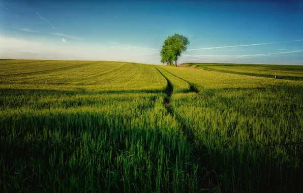 Picture greens, field, trees, blue, track, track, cereals, path