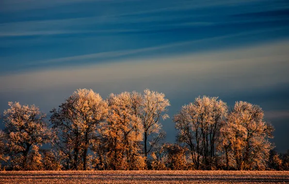 Picture winter, frost, field, the sky, trees, nature