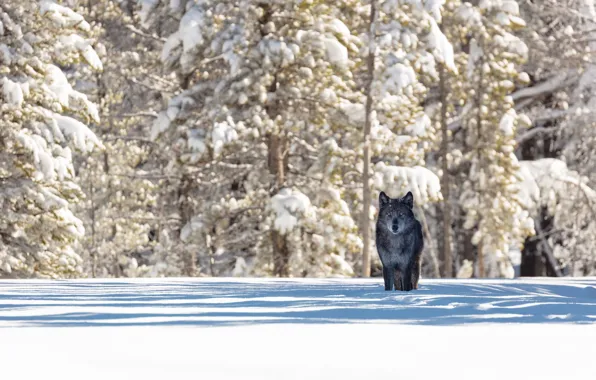 Picture winter, forest, snow, nature, animal, wolf, predator