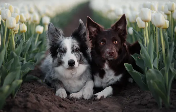 Field, dogs, look, flowers, nature, pose, together, dog