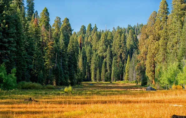 Autumn, forest, grass, the sun, trees, yellow, USA, the edge