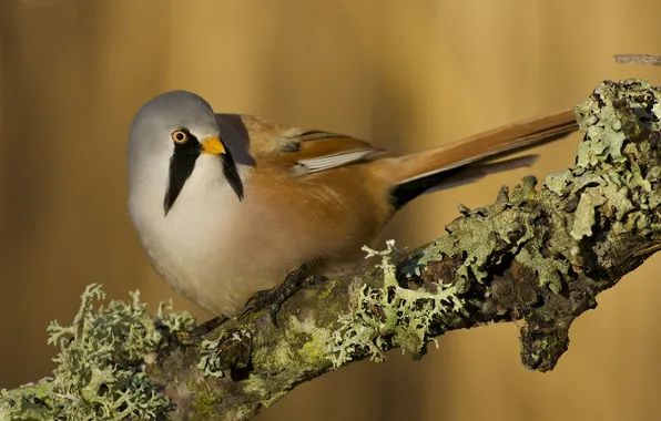 Picture background, bird, branch, Bearded Tits