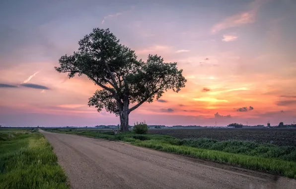 Picture road, trees, morning
