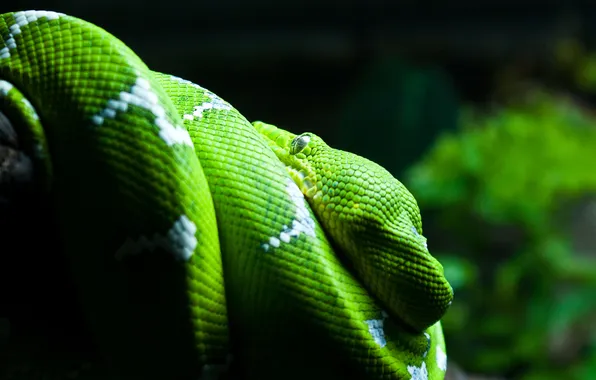 Green, the dark background, snake, snakes, Python, green, bokeh, reptile