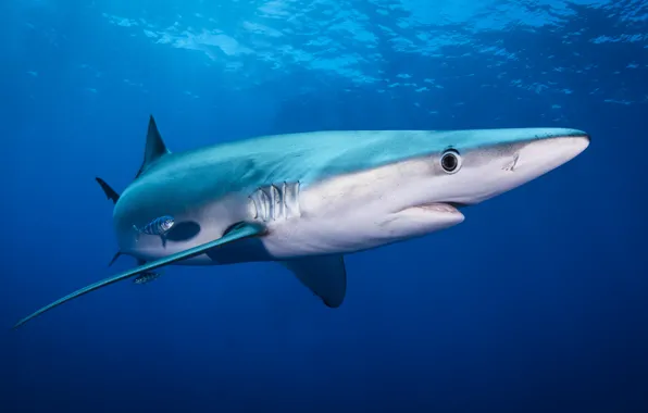 Sea, animals, eyes, face, water, light, fish, fish