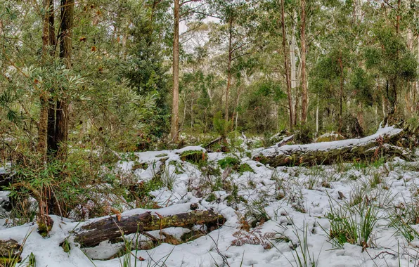 Picture forest, grass, snow, trees, Park, Australia, Barrington Tops National Park