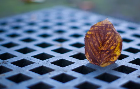 Picture autumn, leaf, grille, © Ben Torode
