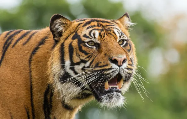 Cat, look, face, tiger, Sumatran