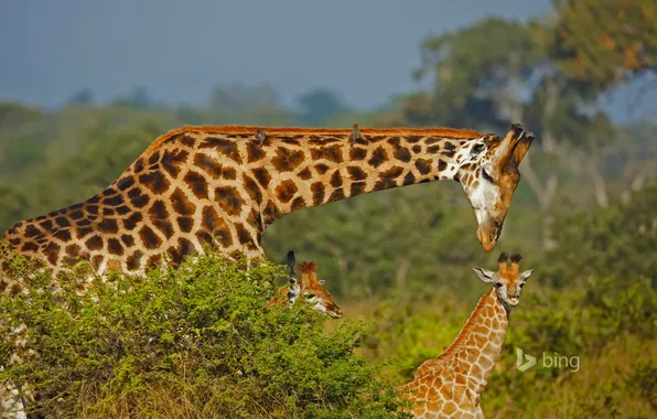 Family, giraffe, Africa