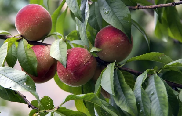 Picture summer, peaches, cottage