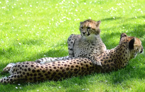 Greens, grass, look, stay, glade, baby, pair, Cheetah