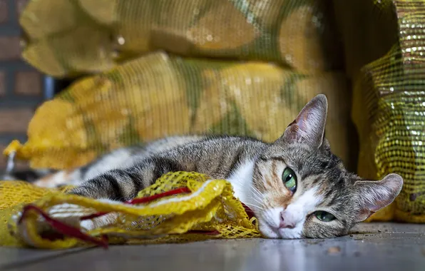 Cat, cat, look, pose, mesh, Shine, wood, lies