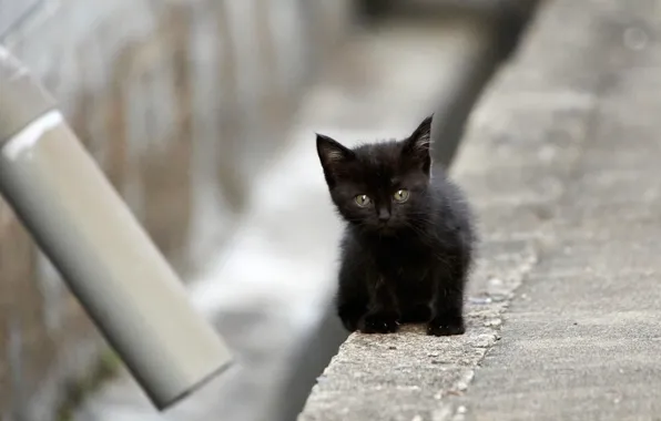 Black, baby, kitty