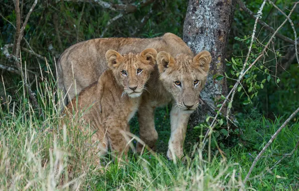 Picture look, thickets, foliage, two, Leo, baby, pair, lioness