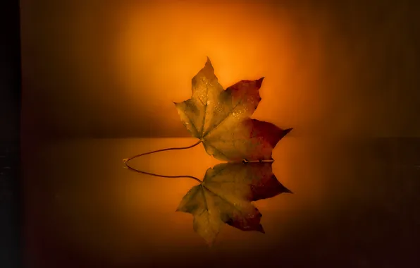 Picture surface, sheet, reflection, background, autumn