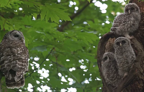 Picture trees, birds, nature, owl, foliage, owls, Chicks, owlets