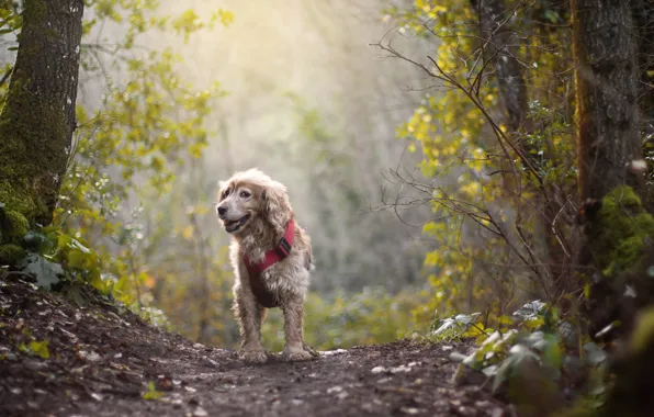 Picture forest, the sun, the way, dog