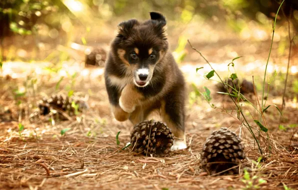 Nature, dog, puppy, bumps