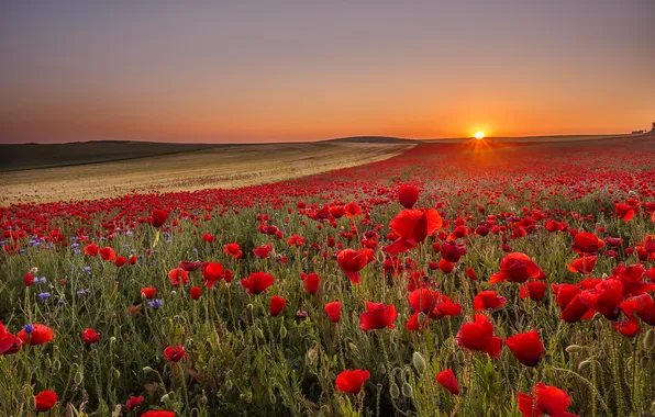 Field, summer, the sky, the sun, sunset, flowers, Maki, dal