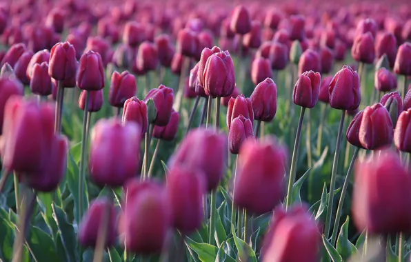Field, drops, flowers, Rosa, spring, tulips, pink, buds