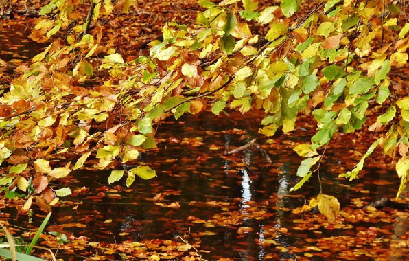 Picture autumn, leaves, water, falling leaves, nature, yellow, water, yellow