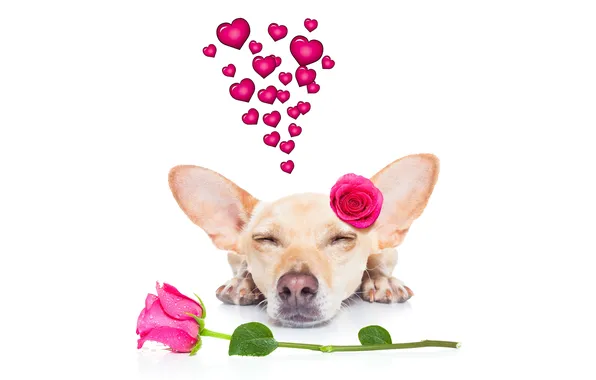 Dog, love, rose, heart, dog, romantic, funny, cute