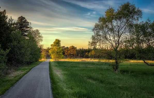 Road, trees, landscape