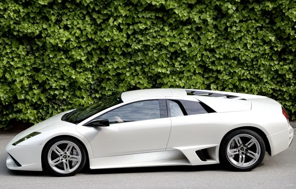 White, Bush, the fence, supercar, side view, lamborghini murcielago lp640, Murcielago, lamborghinia