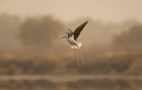 Picture nature, bird, blur