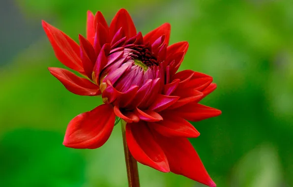 Picture flower, nature, plant, petals, Bud