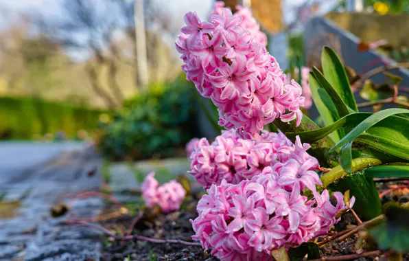 Pink, bokeh, hyacinths