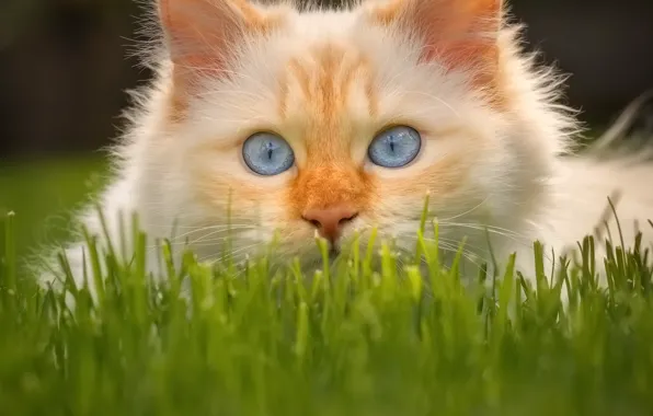 Picture cat, grass, look, muzzle, blue eyes, cat