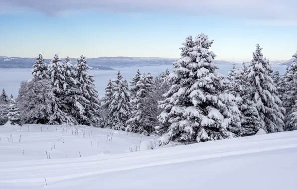 Picture winter, forest, the sky, snow, trees, nature