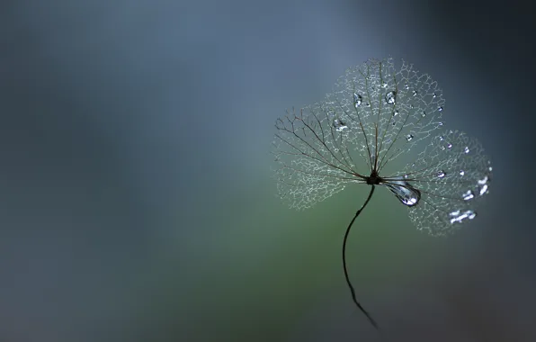 Leaves, drops, macro