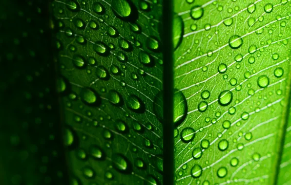 Picture leaves, water, drops, macro, green, Rosa, background, green