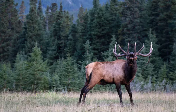 Picture forest, nature, pose, deer, ate, call